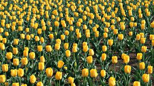 Preview wallpaper tulips, flowers, field, leaves, soil, spring