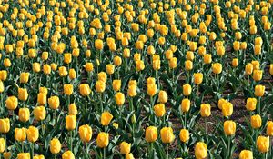 Preview wallpaper tulips, flowers, field, leaves, soil, spring