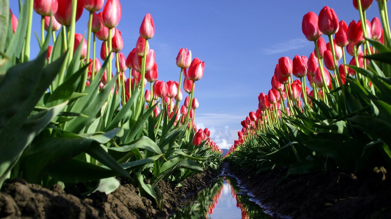 Wallpaper tulips, flowers, field, ditch, water, reflection, sky