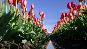 Preview wallpaper tulips, flowers, field, ditch, water, reflection, sky