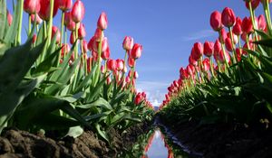 Preview wallpaper tulips, flowers, field, ditch, water, reflection, sky