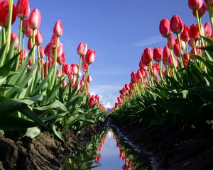 Preview wallpaper tulips, flowers, field, ditch, water, reflection, sky