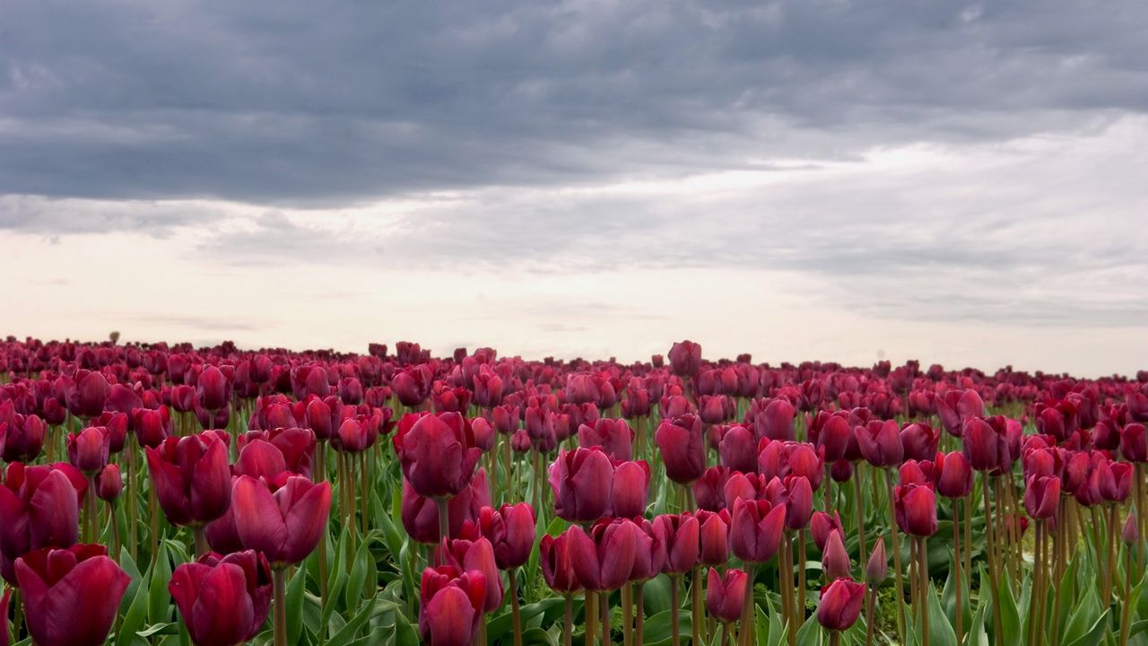 Wallpaper tulips, flowers, field, overcast, clouds