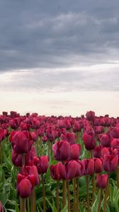 Preview wallpaper tulips, flowers, field, overcast, clouds