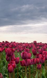 Preview wallpaper tulips, flowers, field, overcast, clouds