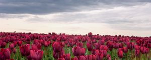 Preview wallpaper tulips, flowers, field, overcast, clouds