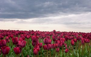 Preview wallpaper tulips, flowers, field, overcast, clouds