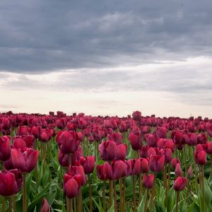 Preview wallpaper tulips, flowers, field, overcast, clouds