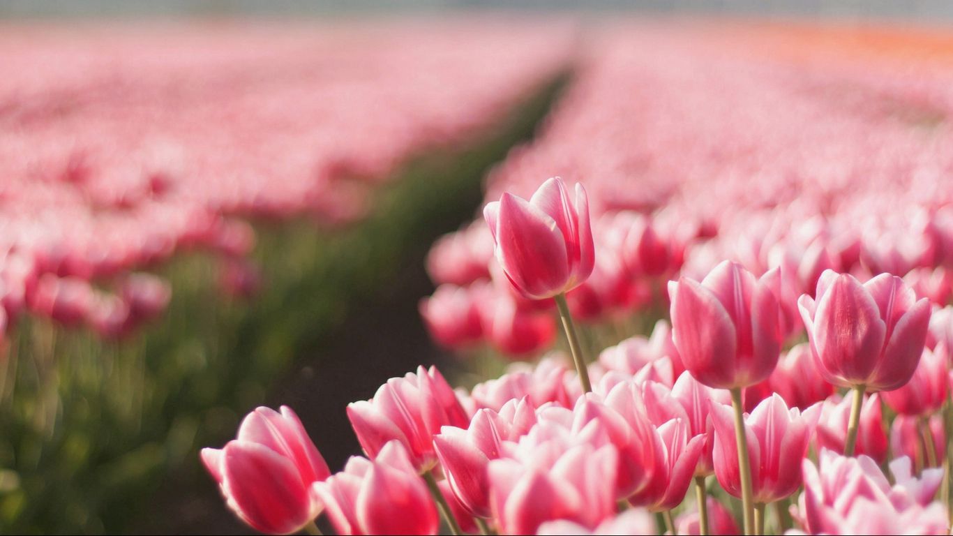 Download wallpaper 1366x768 tulips, flowers, field, sharpness, spring  tablet, laptop hd background