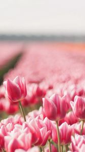 Preview wallpaper tulips, flowers, field, sharpness, spring