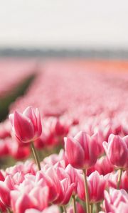 Preview wallpaper tulips, flowers, field, sharpness, spring