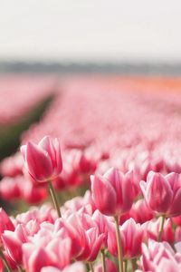 Preview wallpaper tulips, flowers, field, sharpness, spring