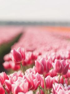 Preview wallpaper tulips, flowers, field, sharpness, spring