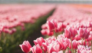 Preview wallpaper tulips, flowers, field, sharpness, spring