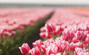 Preview wallpaper tulips, flowers, field, sharpness, spring