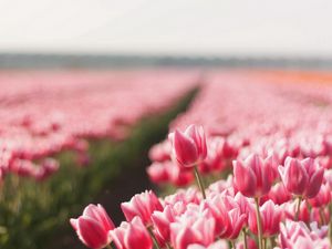 Preview wallpaper tulips, flowers, field, sharpness, spring