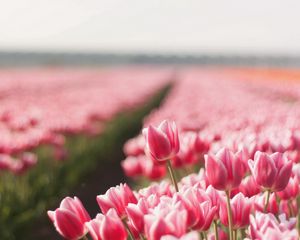 Preview wallpaper tulips, flowers, field, sharpness, spring