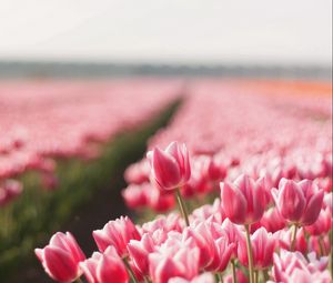 Preview wallpaper tulips, flowers, field, sharpness, spring