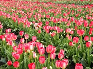 Preview wallpaper tulips, flowers, field, series, spring