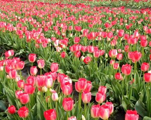 Preview wallpaper tulips, flowers, field, series, spring