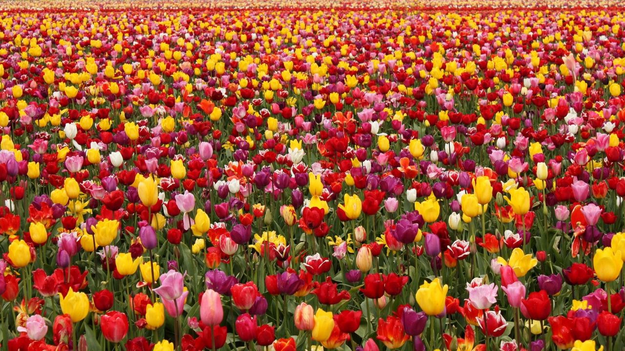 Wallpaper tulips, flowers, field, different, lots, spring