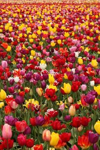 Preview wallpaper tulips, flowers, field, different, lots, spring