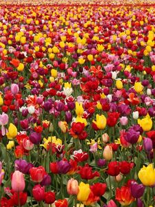 Preview wallpaper tulips, flowers, field, different, lots, spring