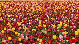 Preview wallpaper tulips, flowers, field, different, lots, spring