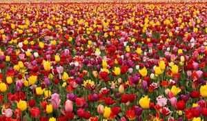 Preview wallpaper tulips, flowers, field, different, lots, spring