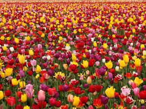 Preview wallpaper tulips, flowers, field, different, lots, spring