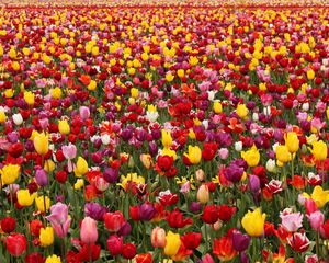 Preview wallpaper tulips, flowers, field, different, lots, spring