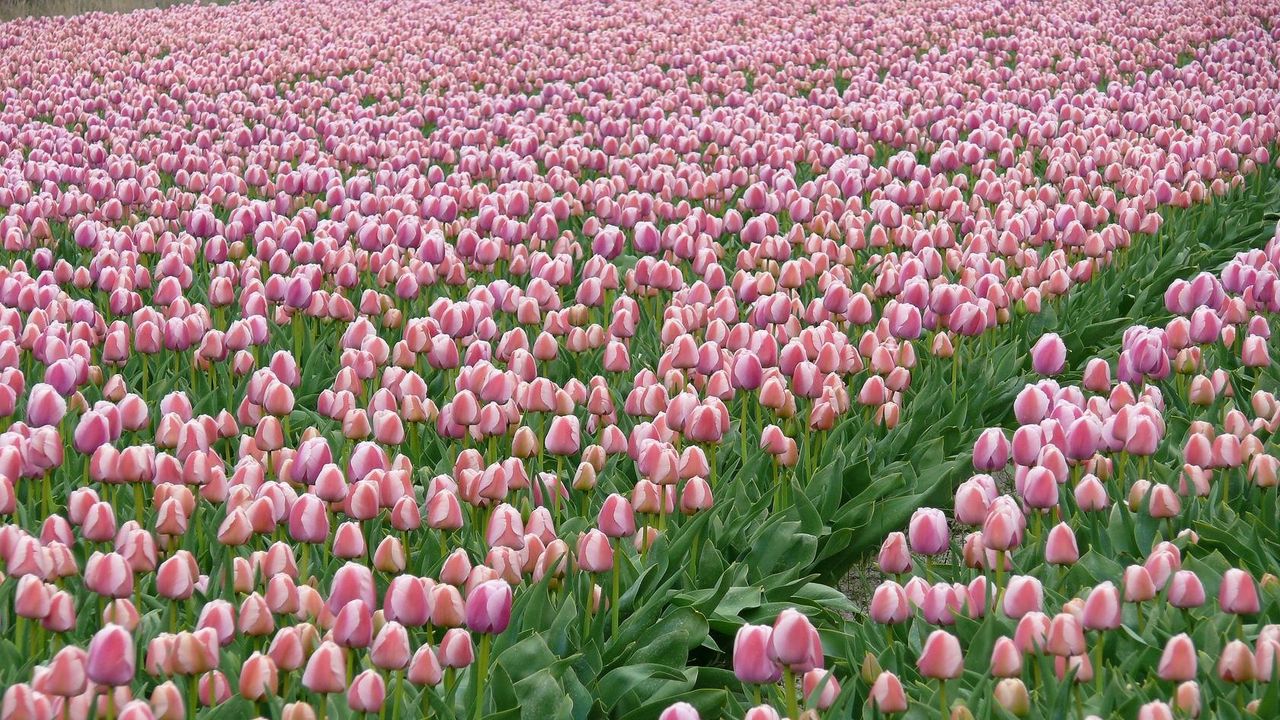 Wallpaper tulips, flowers, field, plantation, spring