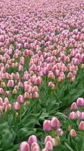 Preview wallpaper tulips, flowers, field, plantation, spring