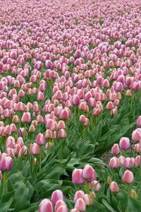 Preview wallpaper tulips, flowers, field, plantation, spring