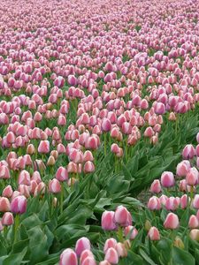 Preview wallpaper tulips, flowers, field, plantation, spring