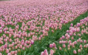 Preview wallpaper tulips, flowers, field, plantation, spring