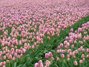 Preview wallpaper tulips, flowers, field, plantation, spring