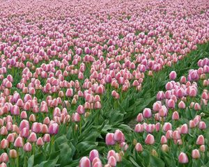 Preview wallpaper tulips, flowers, field, plantation, spring