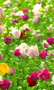 Preview wallpaper tulips, flowers, field, nature, summer