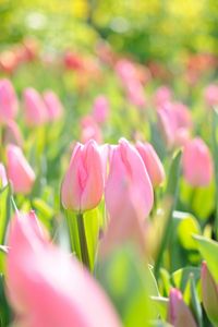 Preview wallpaper tulips, flowers, field, pink