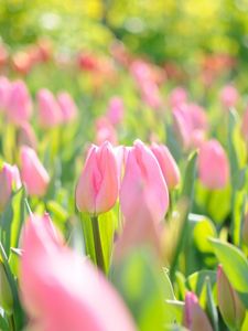 Preview wallpaper tulips, flowers, field, pink