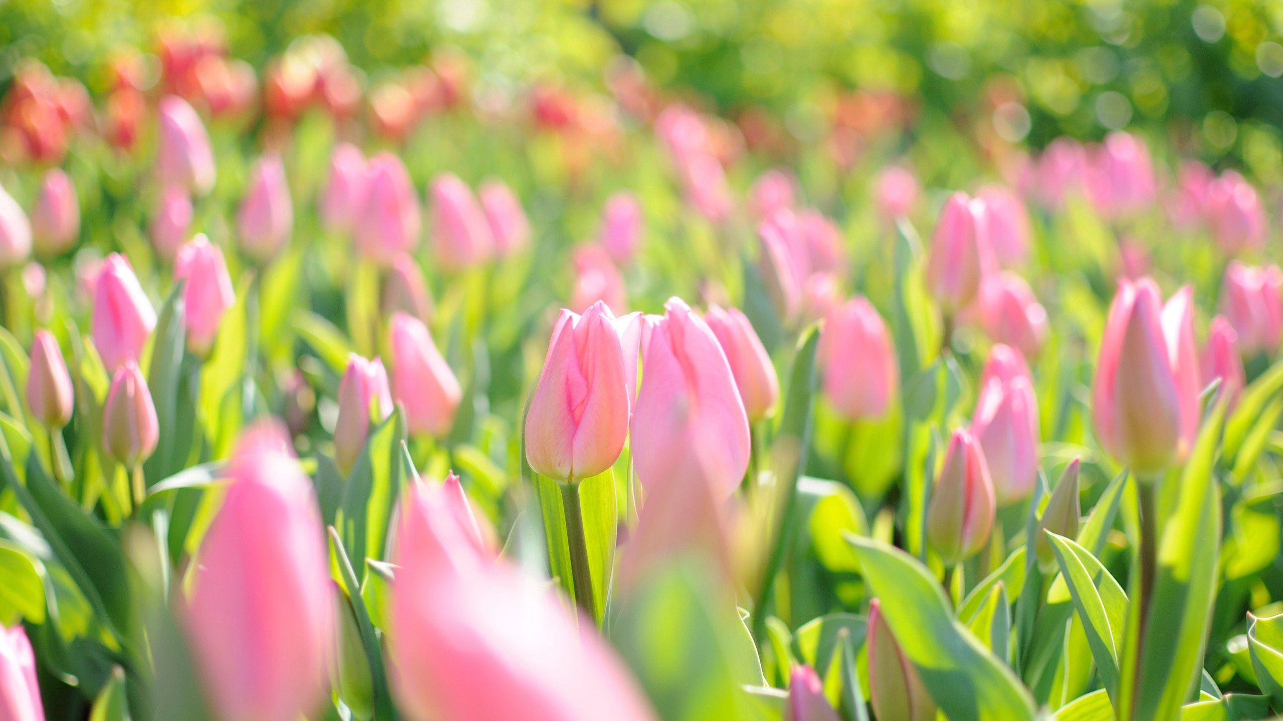 Download wallpaper 2560x1440 tulips, flowers, field, pink widescreen 16 ...