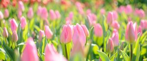 Preview wallpaper tulips, flowers, field, pink