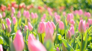 Preview wallpaper tulips, flowers, field, pink