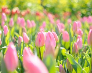 Preview wallpaper tulips, flowers, field, pink