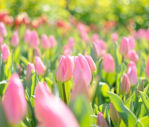 Preview wallpaper tulips, flowers, field, pink