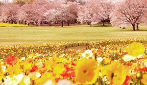 Preview wallpaper tulips, flowers, field, trees