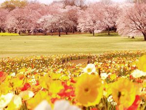 Preview wallpaper tulips, flowers, field, trees