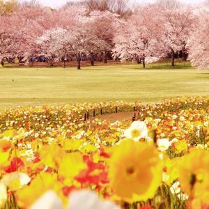 Preview wallpaper tulips, flowers, field, trees