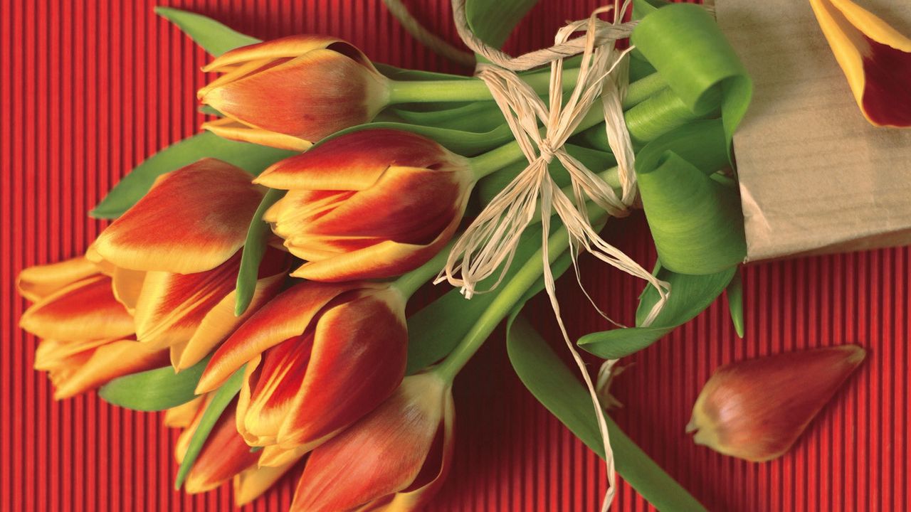 Wallpaper tulips, flowers, flower, petals, rope, paper